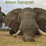 http://www.facebook.com/dahlgren.anton