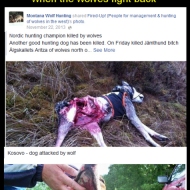 How dare those nasty wolves not just lie down and let the hounds tear them to pieces?